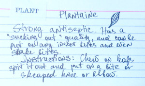 plantain